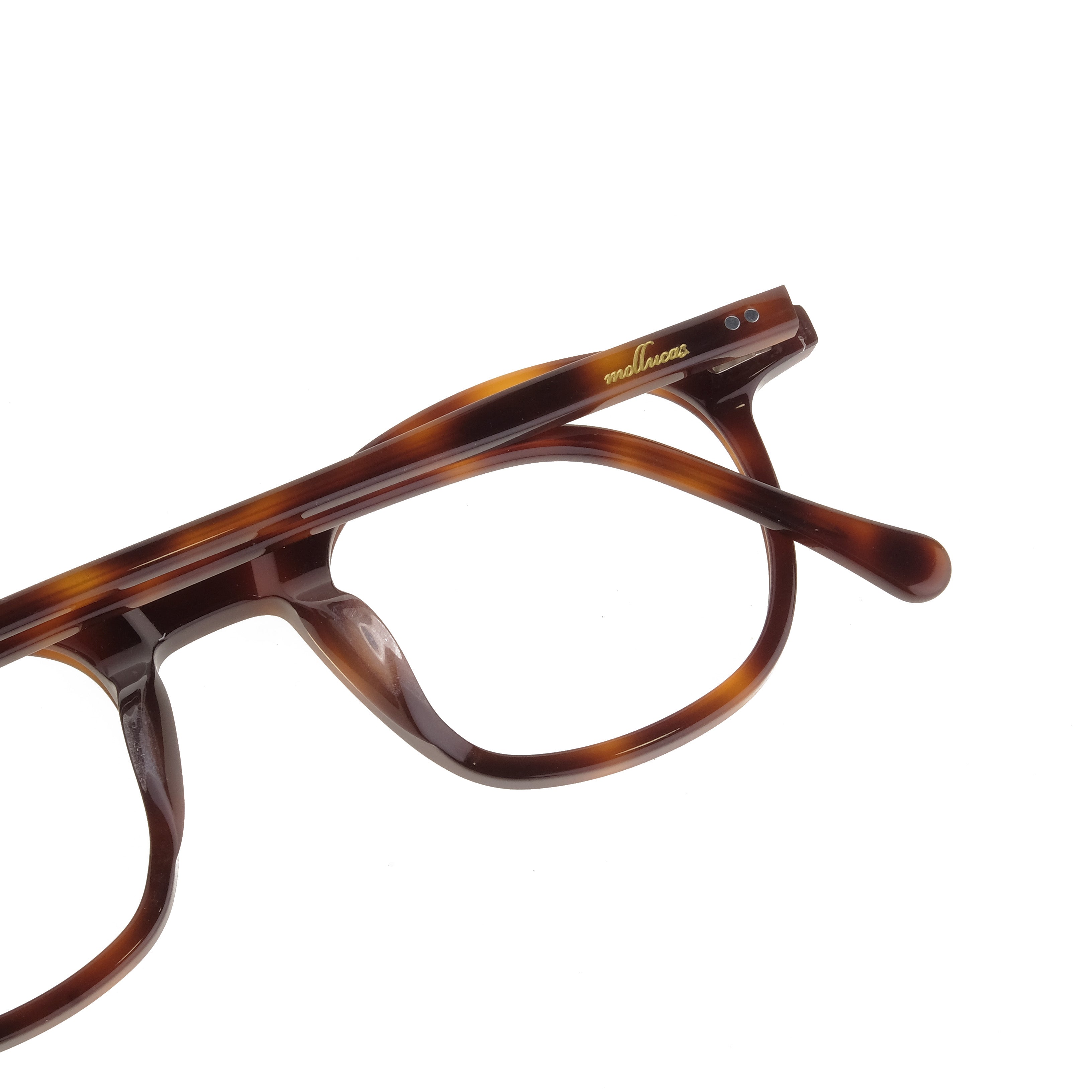 The Architect Candidase Turtle